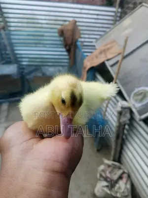 White Chinese Ducklings
