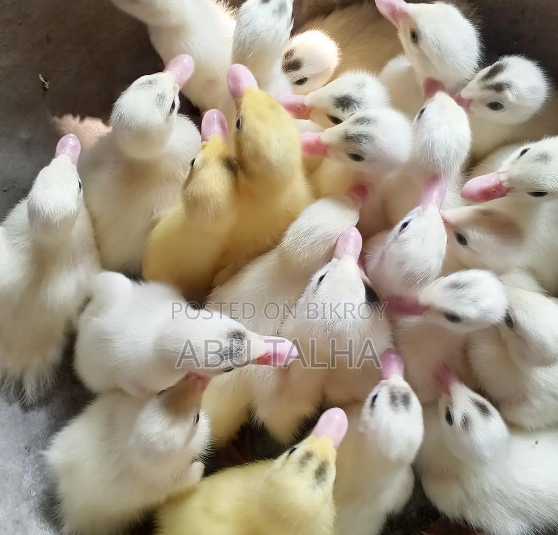 White Chinese Ducklings