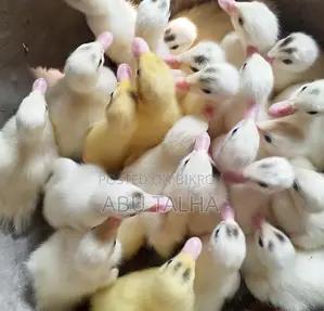 White Chinese Ducklings
