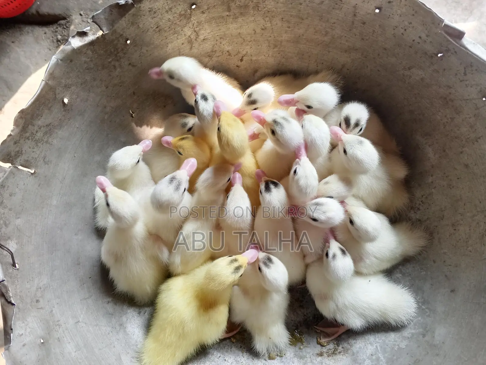 White Chinese Ducklings