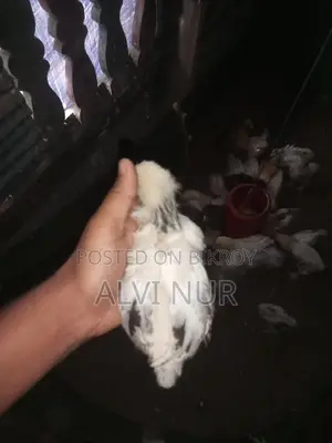 কলম্বিয়ান লাইট ব্রাহমা