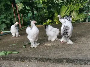 ব্রাহামা মুরগির বাচ্চা