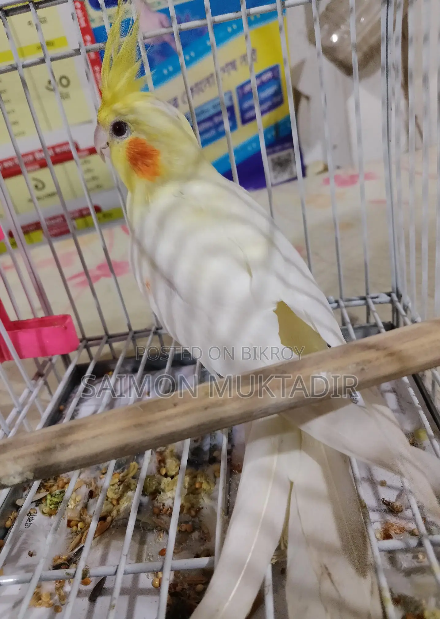 Lutinu Cokatal Male