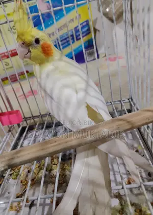 Lutinu Cokatal Male