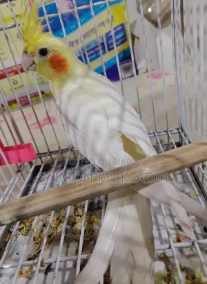Lutinu Cokatal Male