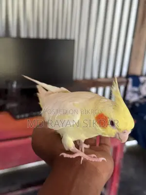 ককাটেল লুটিনো টেম বেবি