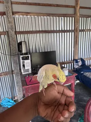 ককাটেল লুটিনো টেম বেবি