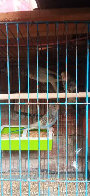 Budgerigar Bird