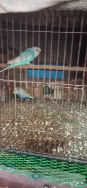 Budgerigar Bird