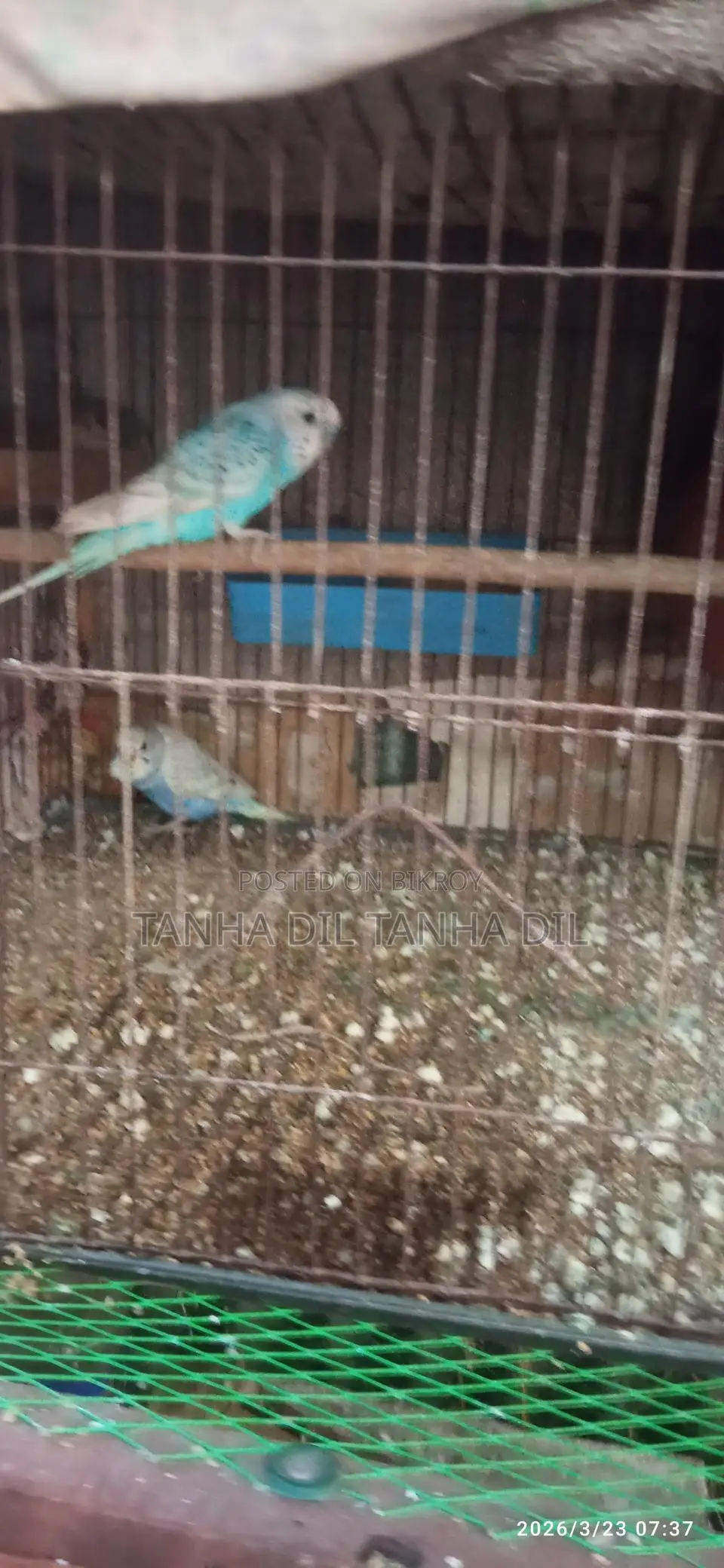Budgerigar Bird