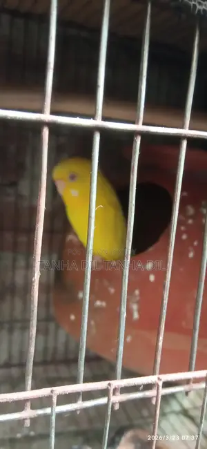 Budgerigar Bird