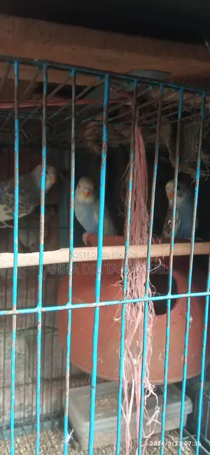 Budgerigar Bird