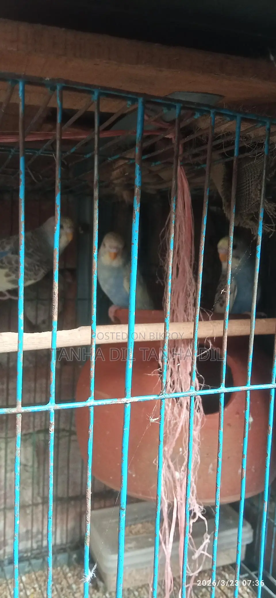 Budgerigar Bird