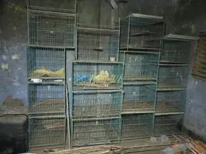 খাঁচা বিক্রি হবে ১৬ পিস