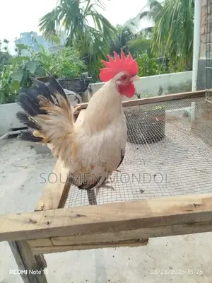 অ্যাডাল্ট জাপানিজ ব্যান্টাম রুস্টার