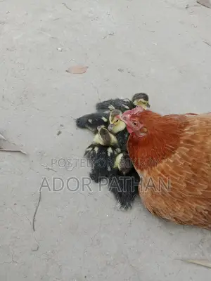 চিনা হাসের বাচ্চা