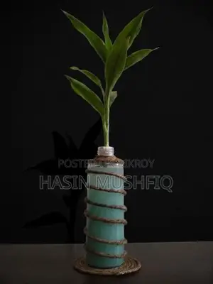 Lucky Bamboo