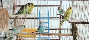 বাজিগর পাখি