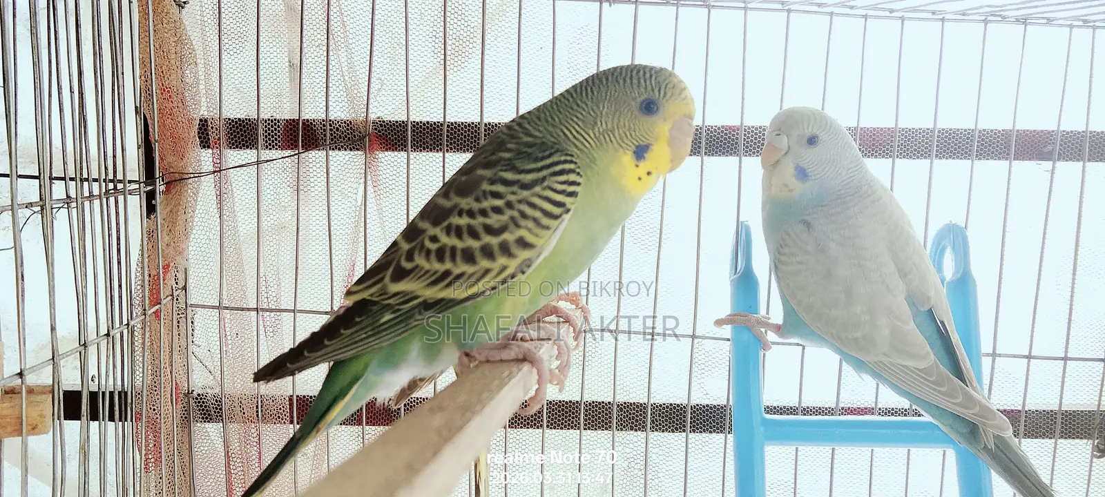 বাজিগর পাখি