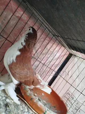কবুতর বিক্রয়