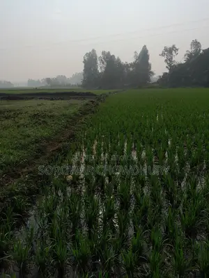 76 Decimals of Land for Sale in Sreenagar