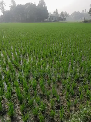 76 Decimals of Land for Sale in Sreenagar