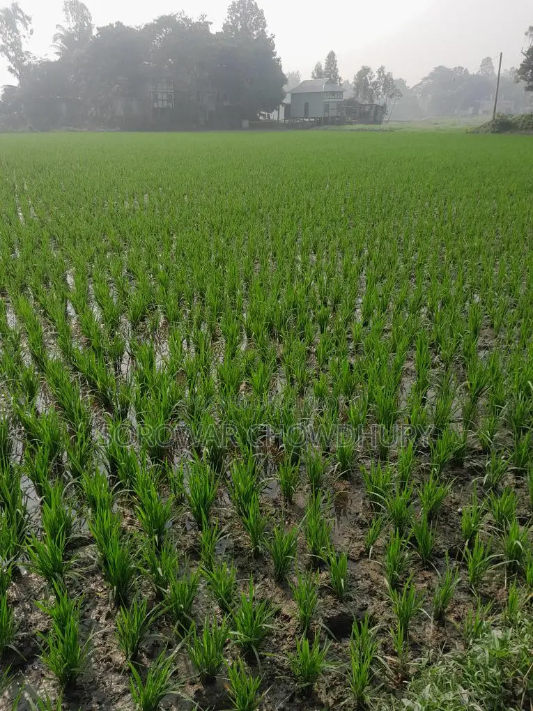 76 Decimals of Land for Sale in Sreenagar