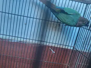 Blue Conure