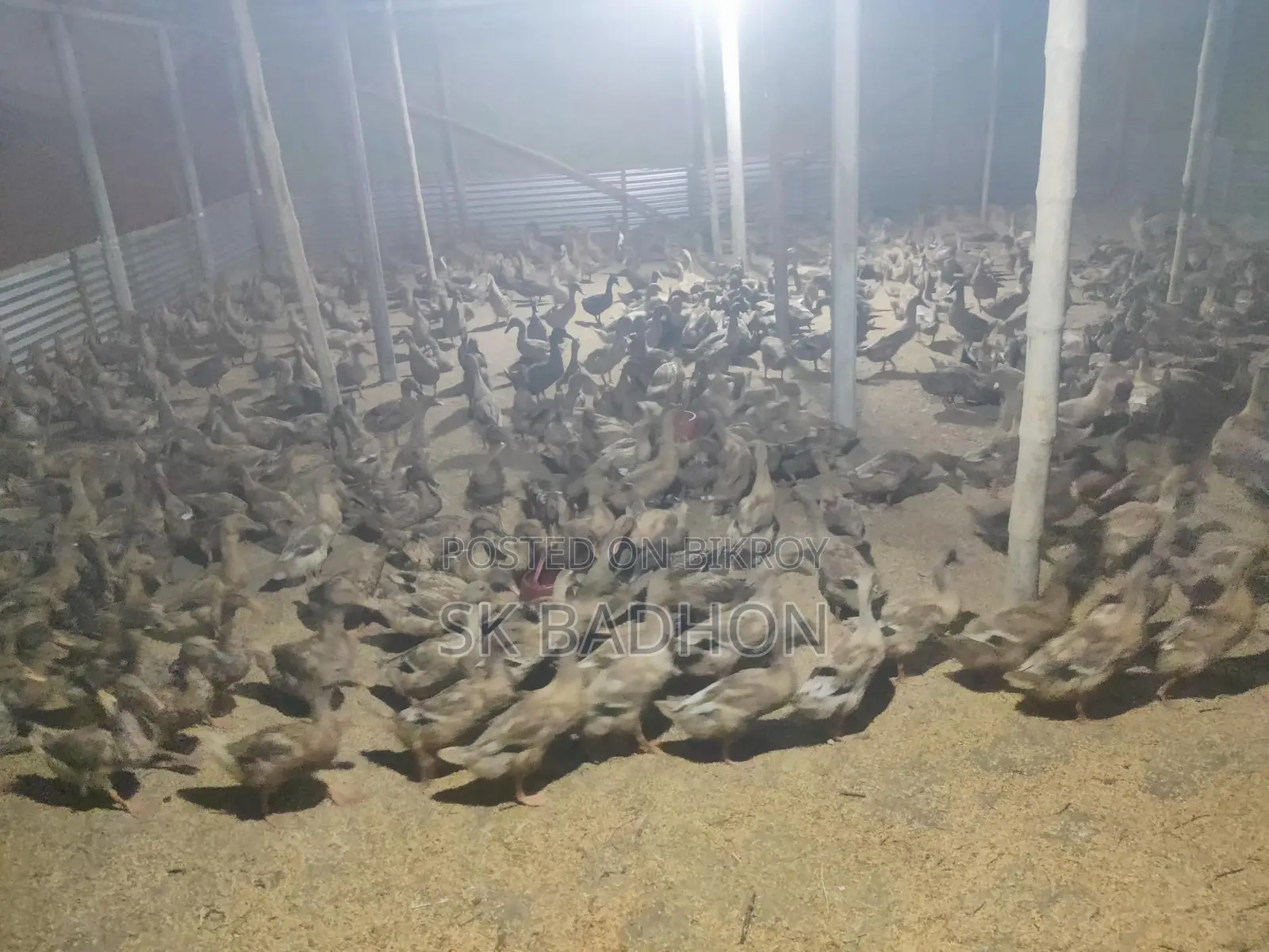Egg-laying Ducks, Khaki Campbell