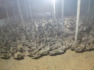 Egg-laying Ducks, Khaki Campbell