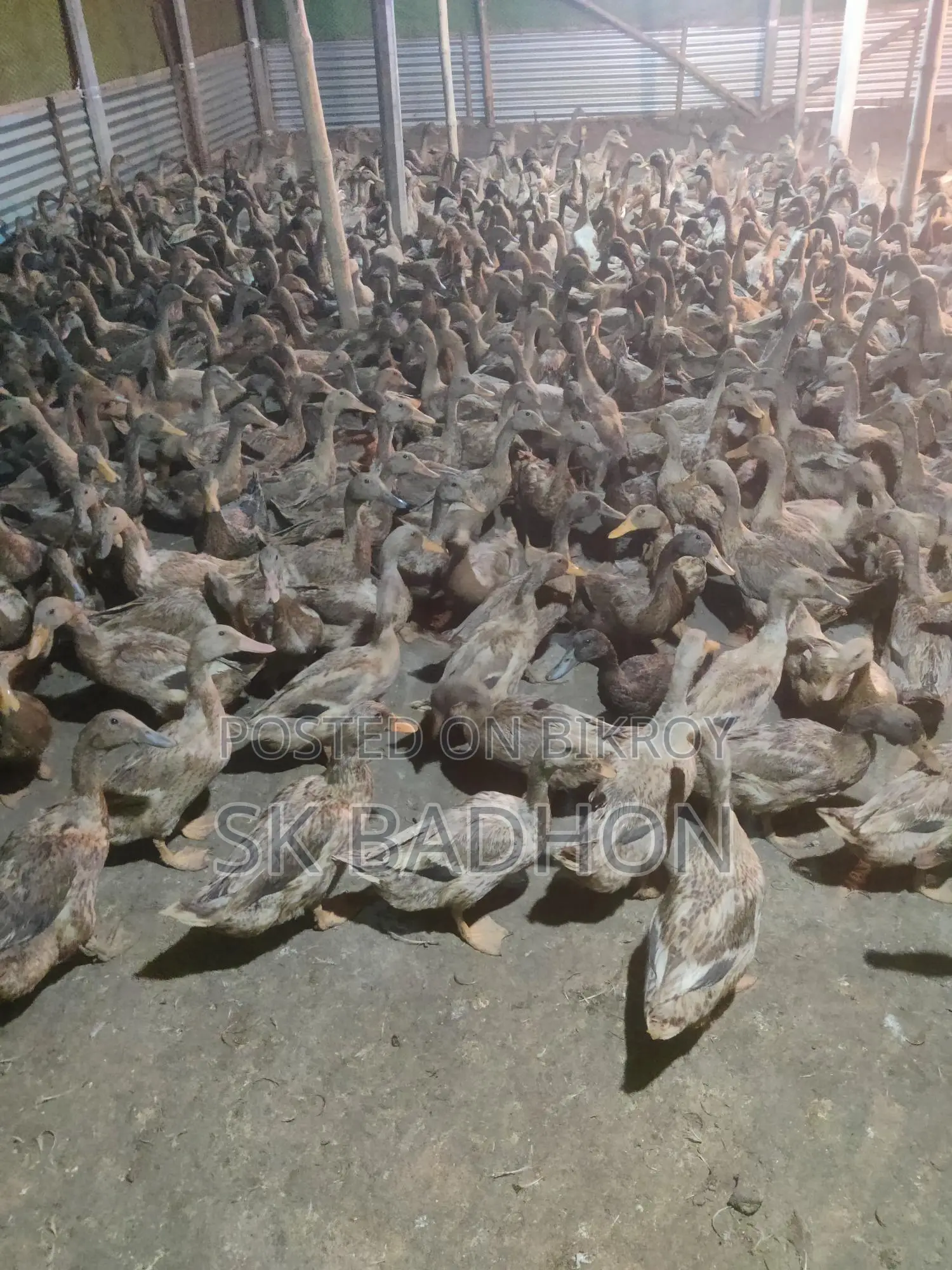 Egg-laying Ducks, Khaki Campbell