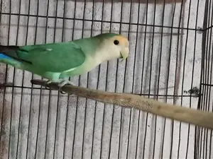 Rosy Faced Love Bird | Male Love Bird