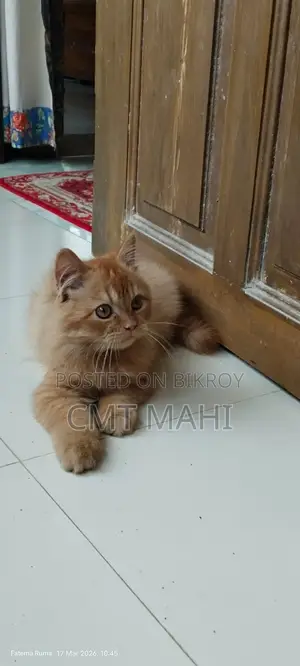 Persian Cat Male