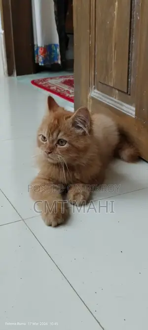 Persian Cat Male