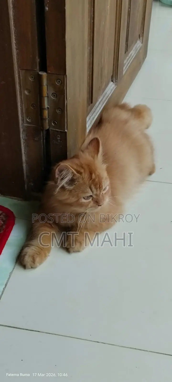 Persian Cat Male