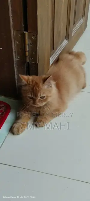 Persian Cat Male
