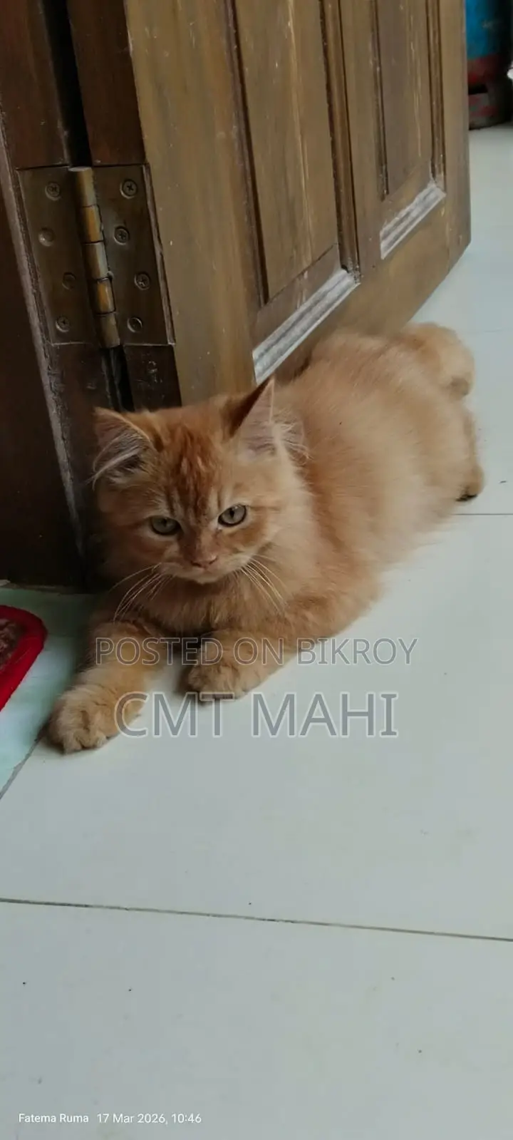 Persian Cat Male