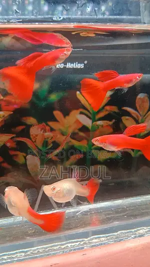 Redmosq Guppy Brut Pair