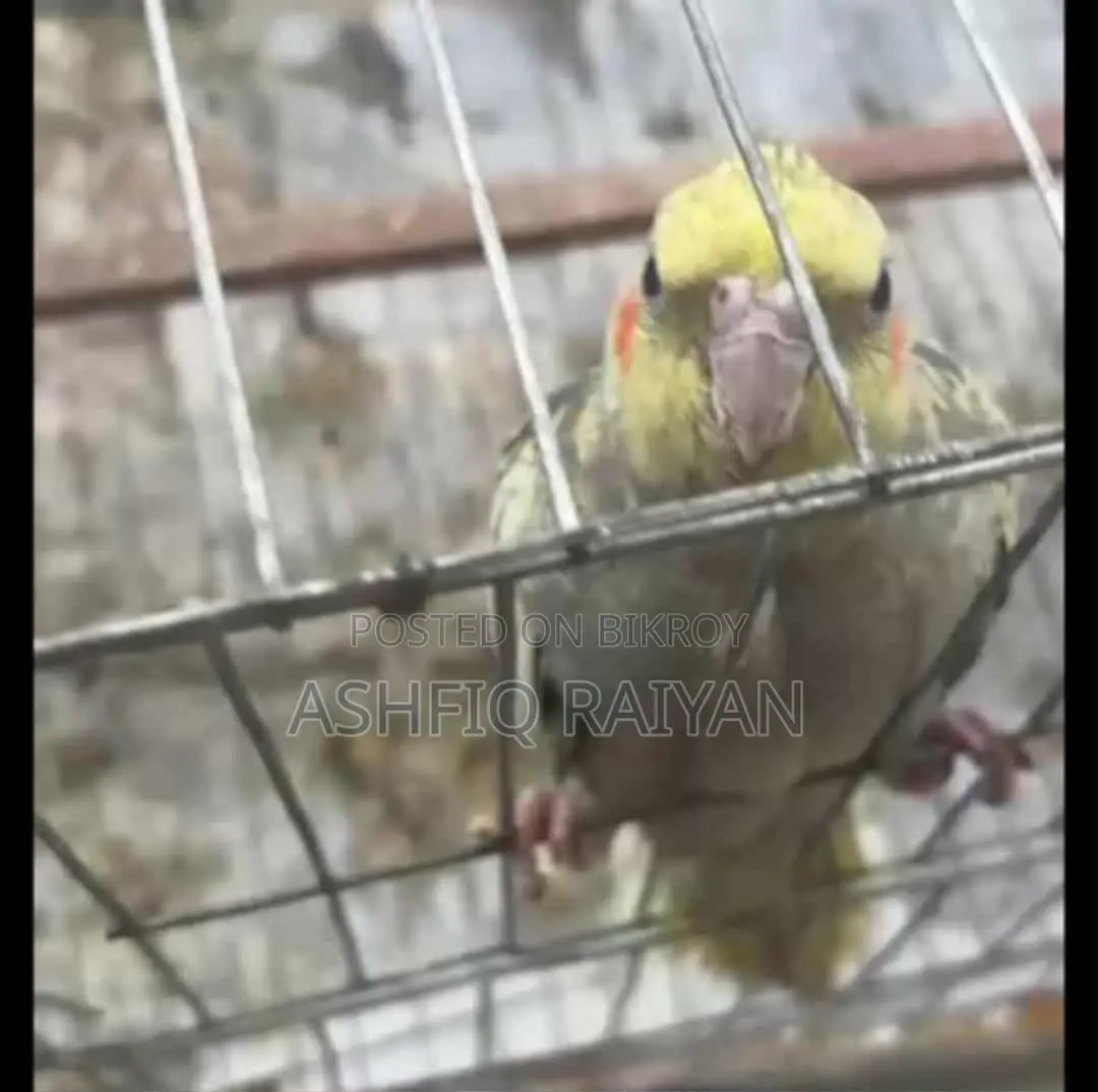 গ্রে অ্যান্ড সিনামন হ্যান্ড ফিড ককাটেল