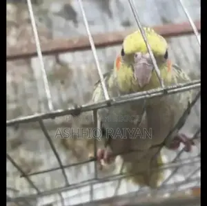 গ্রে অ্যান্ড সিনামন হ্যান্ড ফিড ককাটেল