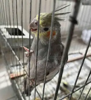 গ্রে অ্যান্ড সিনামন হ্যান্ড ফিড ককাটেল