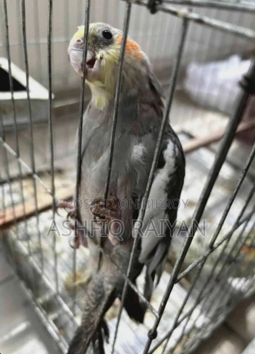 গ্রে অ্যান্ড সিনামন হ্যান্ড ফিড ককাটেল