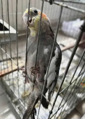 গ্রে অ্যান্ড সিনামন হ্যান্ড ফিড ককাটেল
