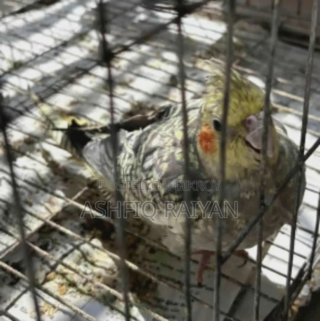 গ্রে অ্যান্ড সিনামন হ্যান্ড ফিড ককাটেল