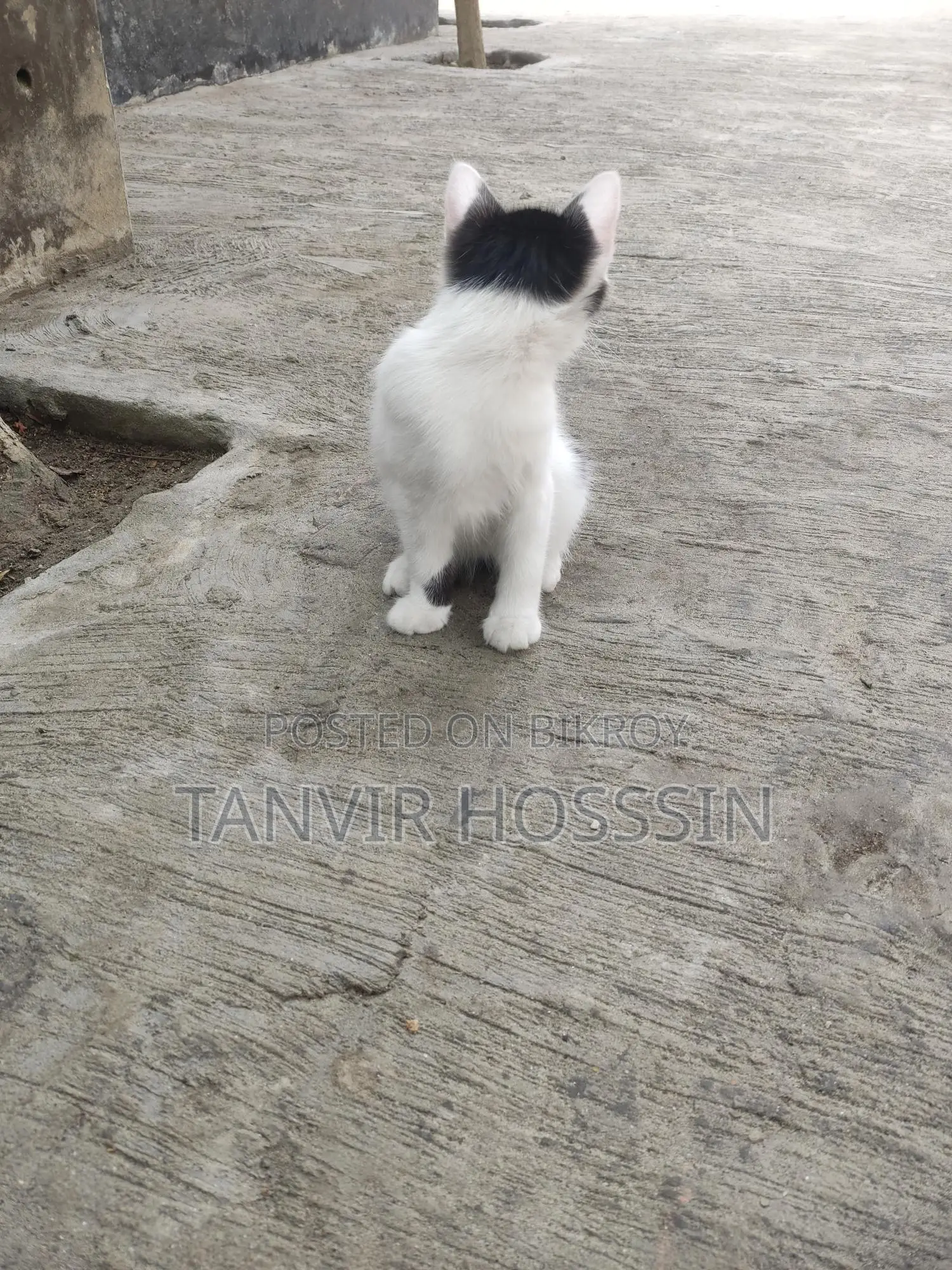 Cat for sale