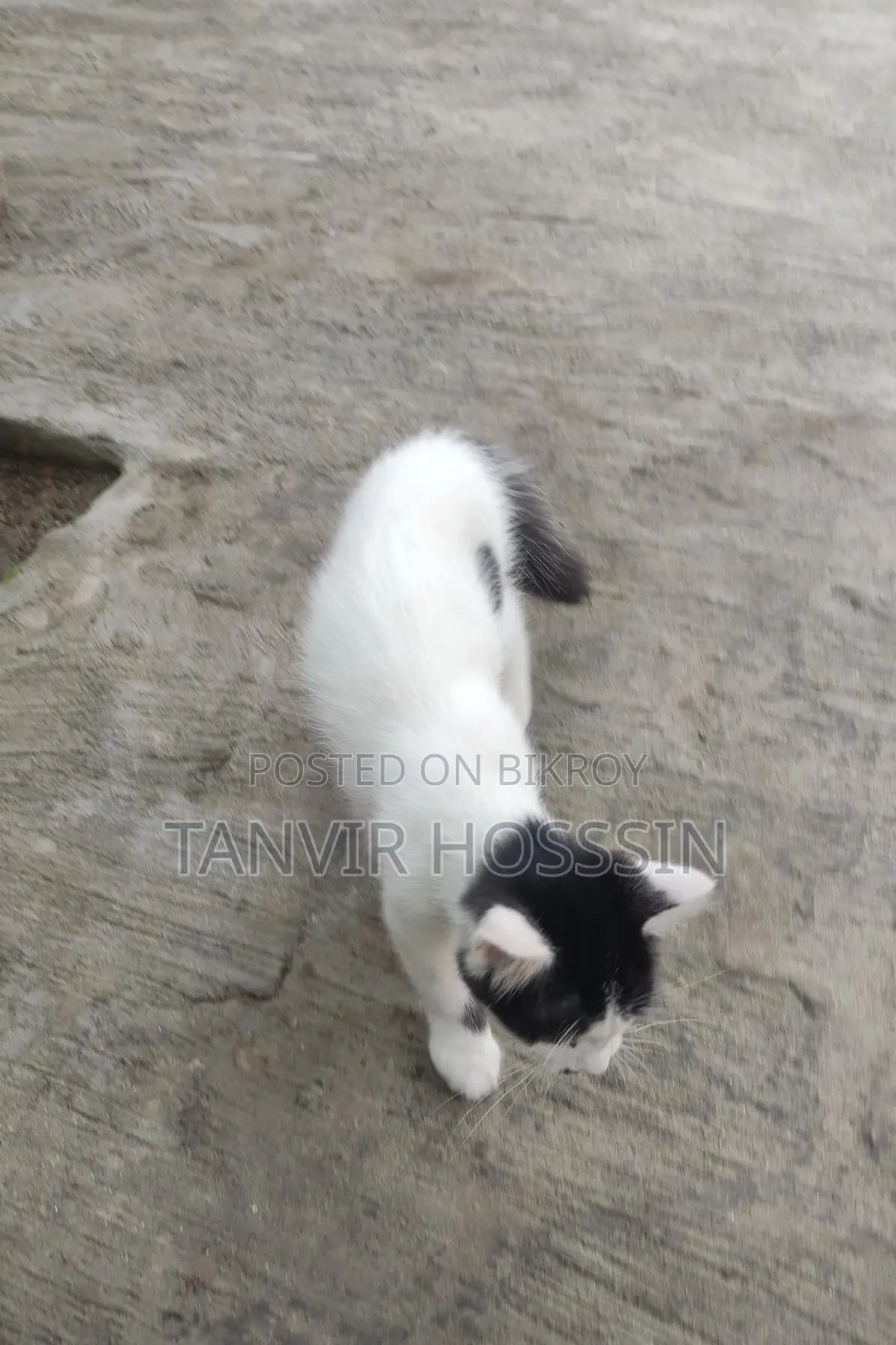 Cat for sale
