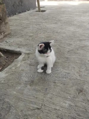 Cat for sale