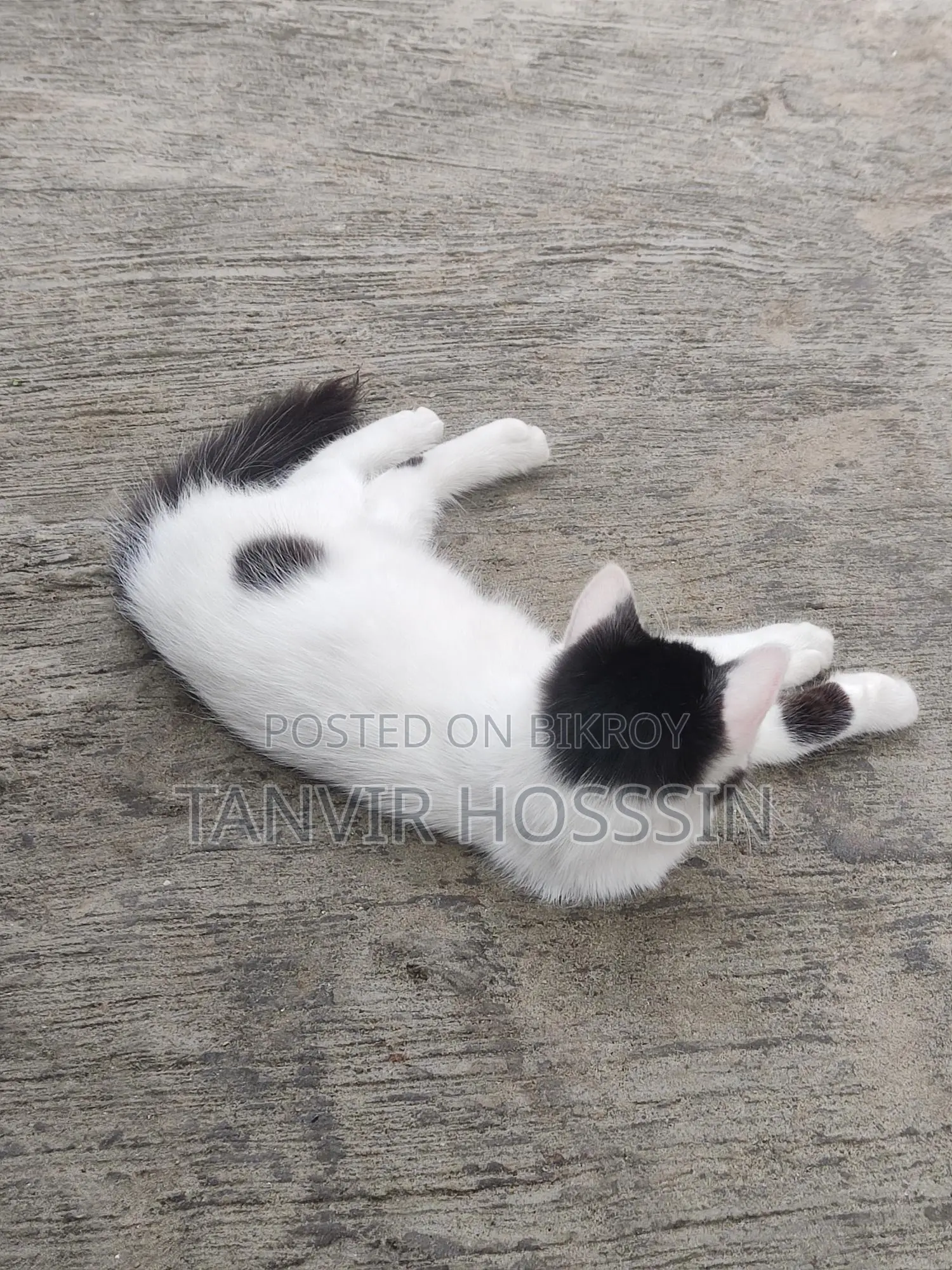 Cat for sale