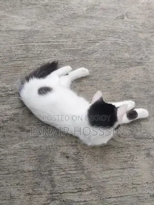 Cat for sale