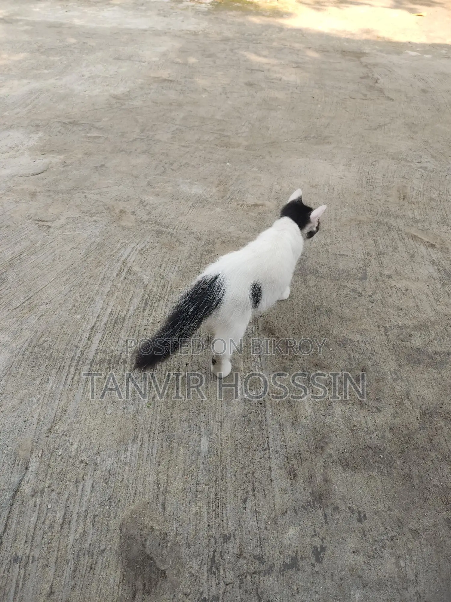 Cat for sale